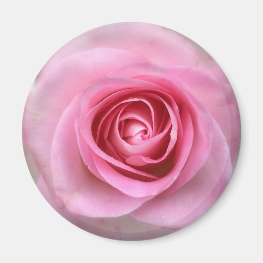 Rosa Rose Round Magnet (Vorne)