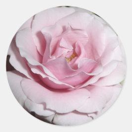 Rosa Rose Runder Aufkleber