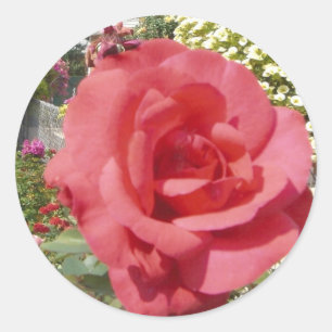 Rosa Rose Runder Aufkleber