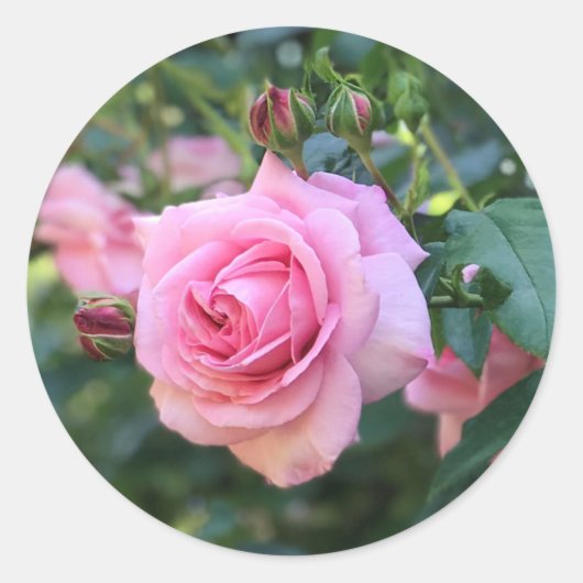 Rosa Rose Rundkleber Runder Aufkleber (Vorderseite)