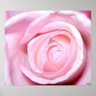 Rosa Rose, S Cyr Poster