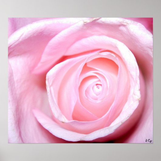 Rosa Rose, S Cyr Poster (Vorne)
