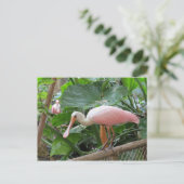 Rosa Rose Spoonbill Bird Postkarte (Stehend Vorderseite)