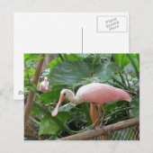Rosa Rose Spoonbill Bird Postkarte (Vorne/Hinten)