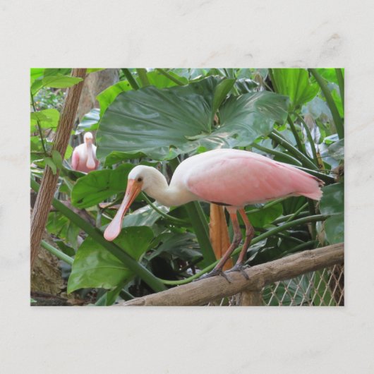 Rosa Rose Spoonbill Bird Postkarte (Vorderseite)