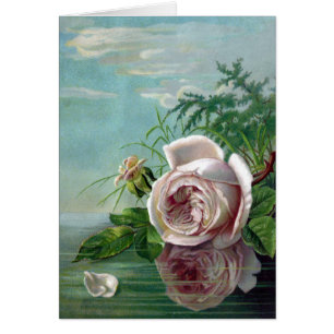 Rosa Rose über Wasser