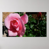 Rosa Rose und Bud Garden Poster (Vorne)