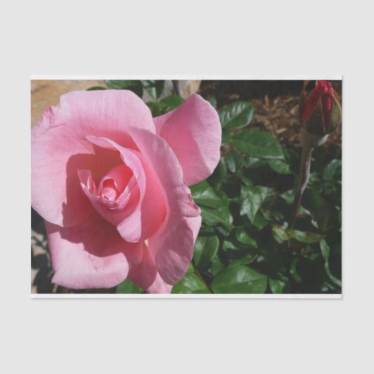 Rosa Rose und Bud Garden Seidenpapier (Vorderseite)