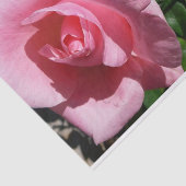 Rosa Rose und Bud Garden Seidenpapier (Ausschnitt)