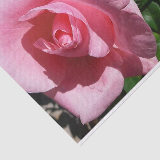 Rosa Rose und Bud Garden Seidenpapier (Ausschnitt)