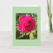 Rosa Rose und eine Fliege Karte (Vorderseite)