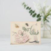 Rosa Rose und Insekten - 17. Jh. Postkarte (Stehend Vorderseite)