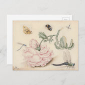 Rosa Rose und Insekten - 17. Jh. Postkarte (Vorne/Hinten)