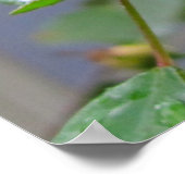 Rosa Rose und Regentropfen Poster (Ecke)