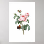 Rosa Rose und Schmetterling Poster (Vorne)