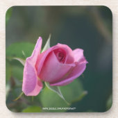 Rosa Rose Untersetzer (Vorderseite)