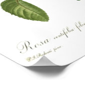 Rosa Rose von Redoute Poster (Ecke)