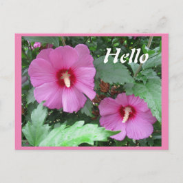 Rosa Rose von Sharon Blume Foto Hallo Postkarte