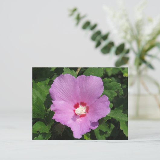 Rosa Rose von Sharon Blume Postkarte (Stehend Vorderseite)