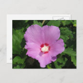 Rosa Rose von Sharon Blume Postkarte (Vorne/Hinten)