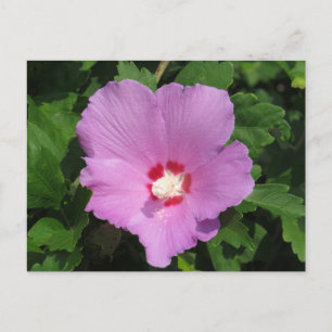 Rosa Rose von Sharon Blume Postkarte