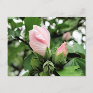 Rosa Rose von Sharon bud im Frühjahr Postkarte