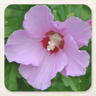 Rosa Rose von Sharon Party Untersetzer