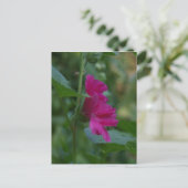 Rosa Rose von Sharon Postkarte (Stehend Vorderseite)