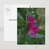 Rosa Rose von Sharon Postkarte (Vorne/Hinten)