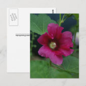Rosa Rose von Sharon Postkarte (Vorne/Hinten)