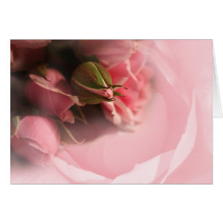Rosa Rosen