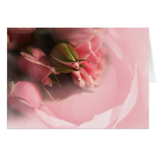 Rosa Rosen (Vorderseite (Horizontal))