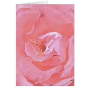 Rosa Rosen