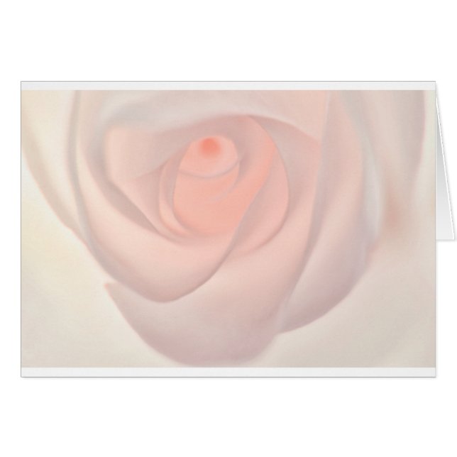 Rosa Rosen-Auge (Vorderseite (Horizontal))
