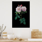 Rosa Rosen aus Redoute, schwarzes Hintergrundposte Poster (Küche)