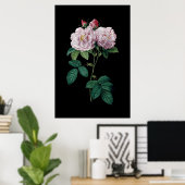 Rosa Rosen aus Redoute, schwarzes Hintergrundposte Poster (Heimbüro)