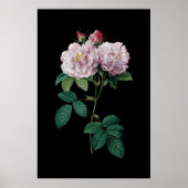 Rosa Rosen aus Redoute, schwarzes Hintergrundposte Poster (Vorne)