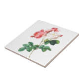 Rosa Rosen-Blumen-Vintager botanischer Druck Fliese (Seite)