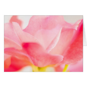 Rosa Rosen-feine
