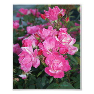 Rosa Rosen I Fotodruck