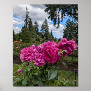 Rosa Rosen im Portland Rosengarten Poster