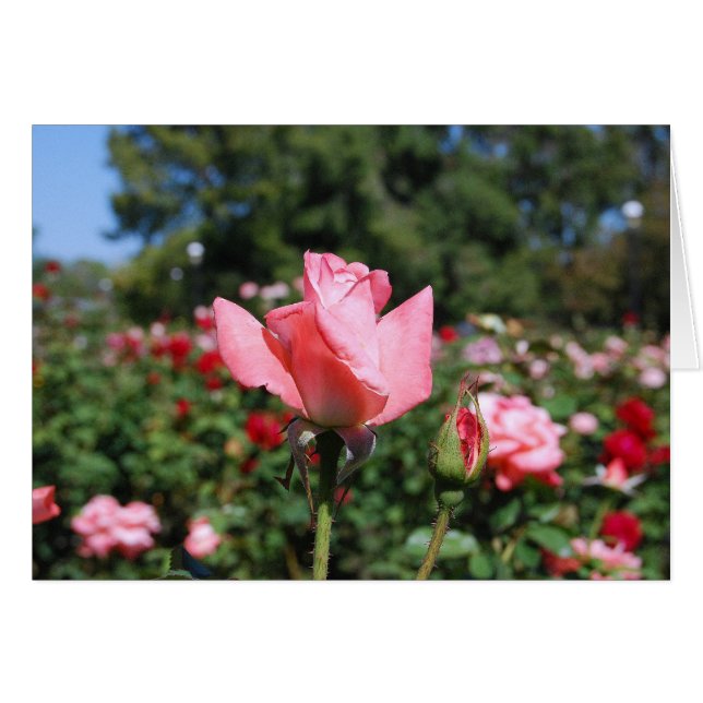Rosa Rosen-Karte (Vorderseite (Horizontal))