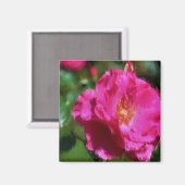 Rosa Rosen-Kreide, die Blumen-Magneten zeichnet Magnet (Vorderseite/Rückseite)