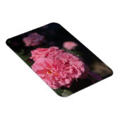 Rosa Rosen Magnet (Rechte Seite)