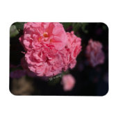 Rosa Rosen Magnet (Horizontal)