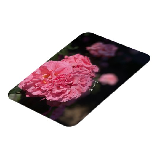 Rosa Rosen Magnet (Linke Seite)