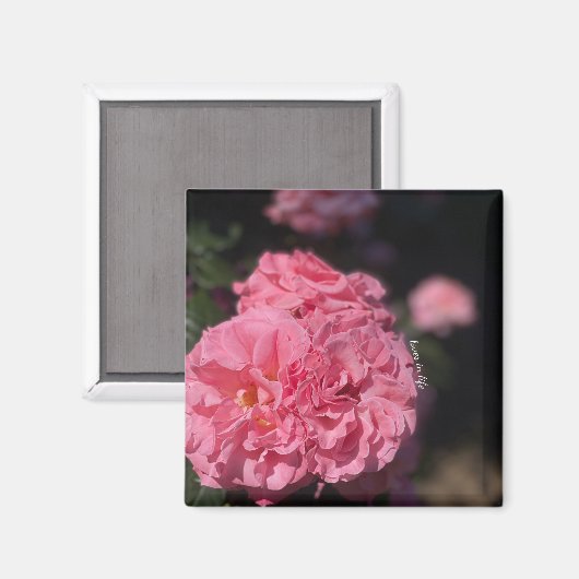 Rosa Rosen Magnet (Vorderseite/Rückseite)