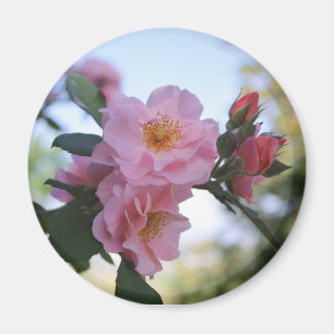 Rosa Rosen Magnet