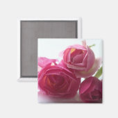 Rosa Rosen Magnet (Vorderseite/Rückseite)