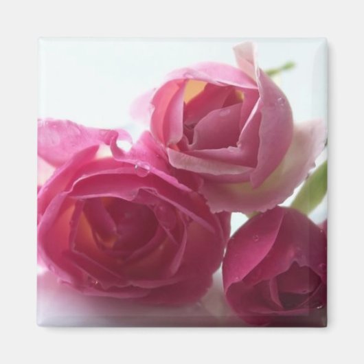 Rosa Rosen Magnet (Vorne)